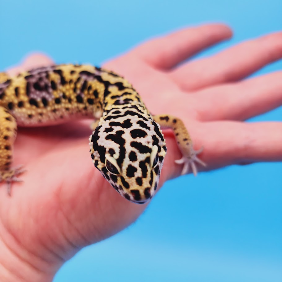 Female Black Night (50%) Afghanicus (25%) Turcmenicus (25%) Leopard Gecko (RARE project!)