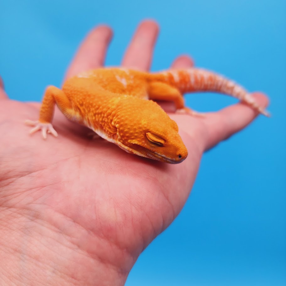 Female Mandarin Inferno Tremper White Spot Leopard Gecko