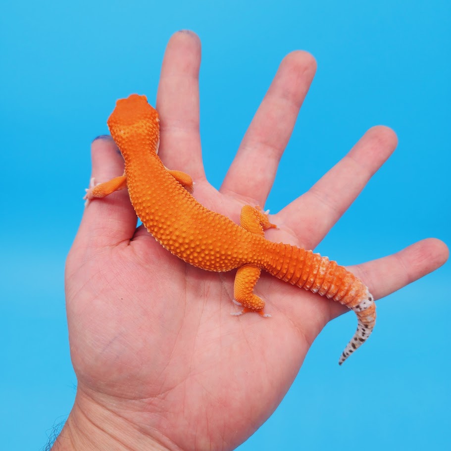 Female Red Dragon Mandarin Super Hypo Baldy Extreme Carrot Tail Leopard Gecko