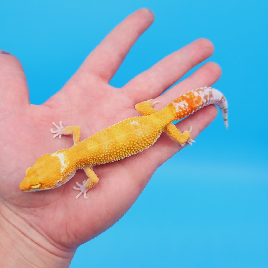 Female Mandarin Inferno Tremper Leopard Gecko