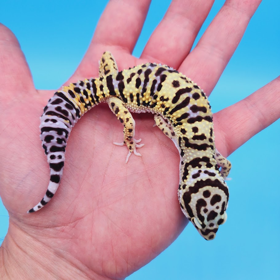 Female Bumblebee Hyper Xanthic Afghanicus Bold Bandit Leopard Gecko