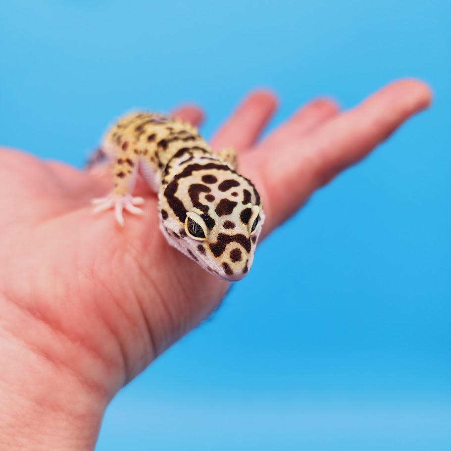 Female Bumblebee Hyper Xanthic Afghanicus Bold Bandit Leopard Gecko