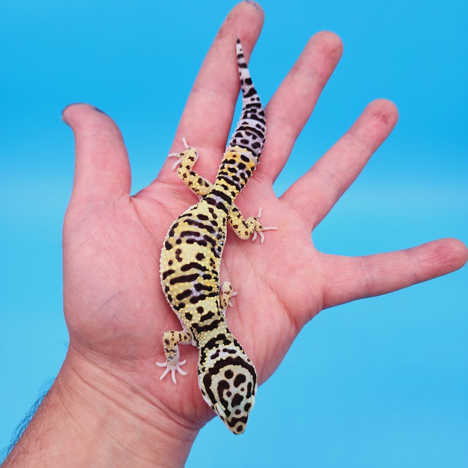 Female Bumblebee Hyper Xanthic Afghanicus Bold Bandit Leopard Gecko