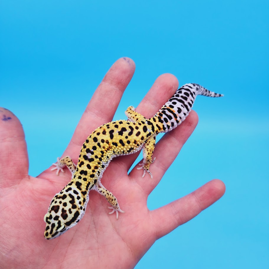 Female Rainbow Mandarin Inferno Afghanicus Turcmenicus Leopard Gecko