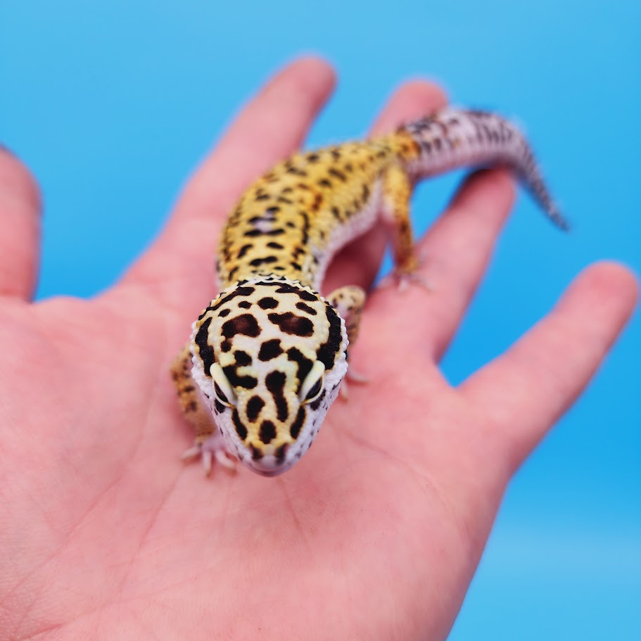 Female Rainbow Mandarin Inferno Afghanicus Turcmenicus Leopard Gecko