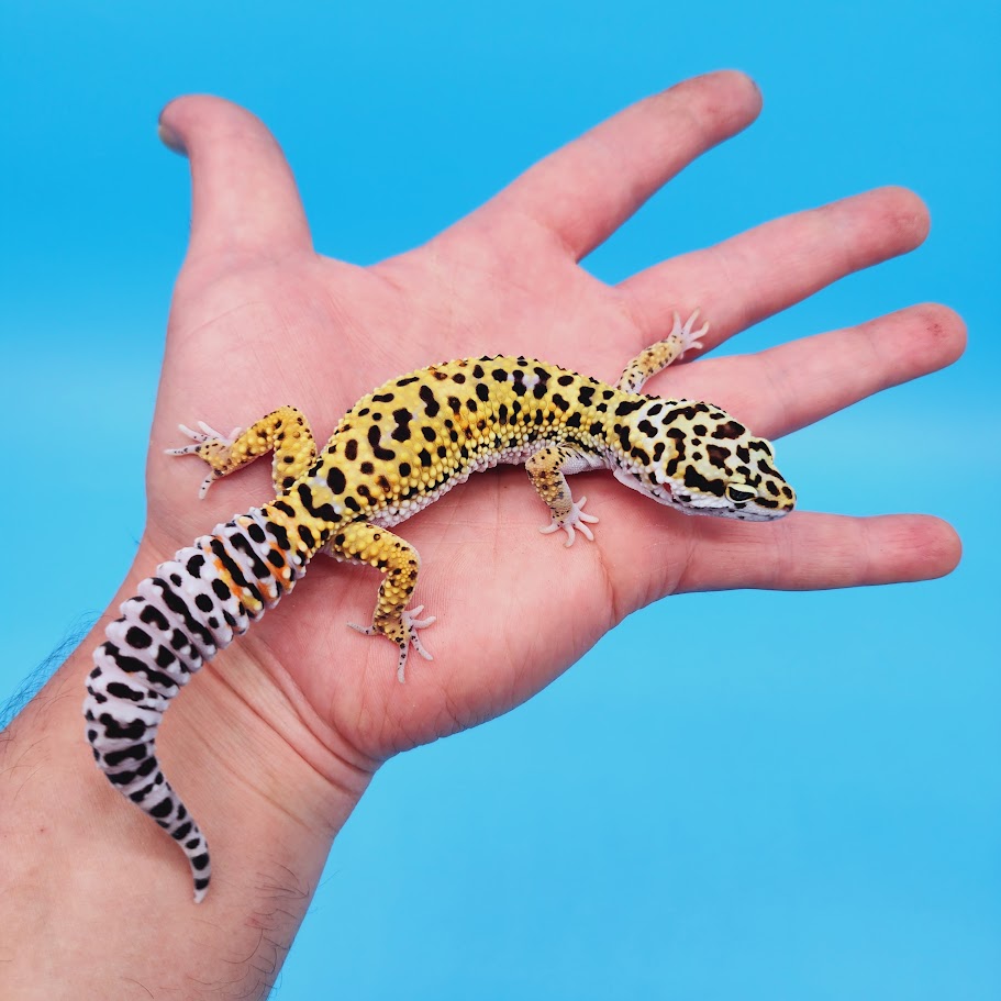 Female Rainbow Mandarin Inferno Afghanicus Turcmenicus Leopard Gecko