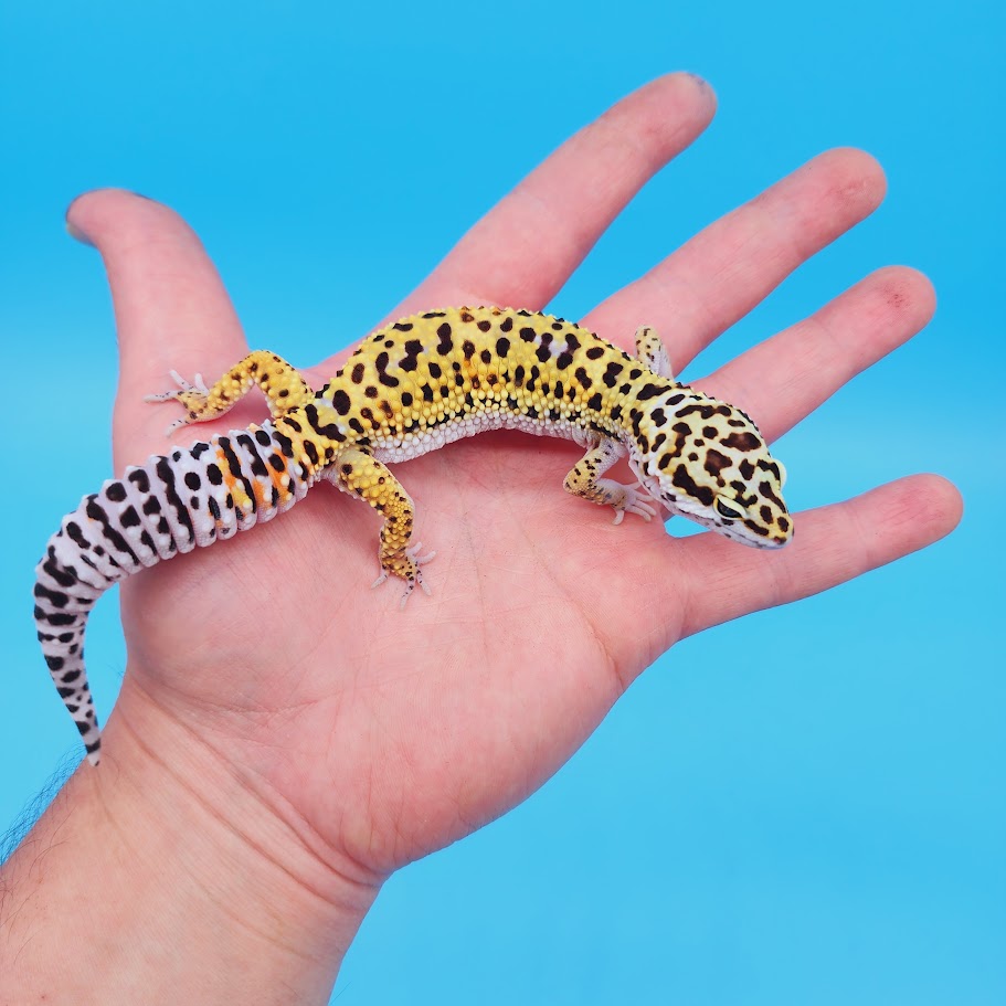 Female Rainbow Mandarin Inferno Afghanicus Turcmenicus Leopard Gecko