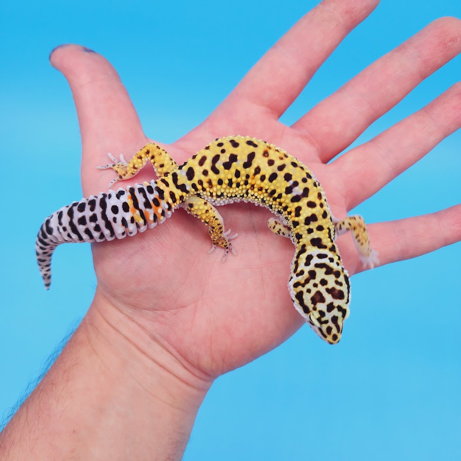 Female Rainbow Mandarin Inferno Afghanicus Turcmenicus Leopard Gecko