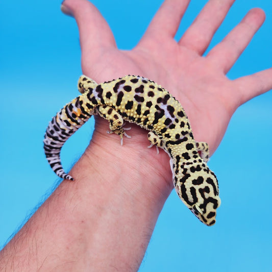 Male Bumblebee Hyper Xanthic Afghanicus Bold Bandit Tri-Color Leopard Gecko (human head stamp)