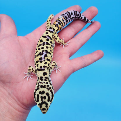Male Bumblebee Hyper Xanthic Afghanicus Bold Bandit Tri-Color Leopard Gecko (human head stamp)