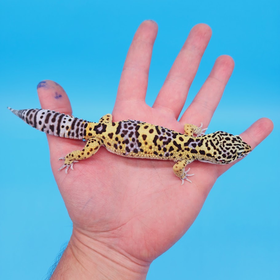 Male Black Night (50%) Clown (50%) Leopard Gecko