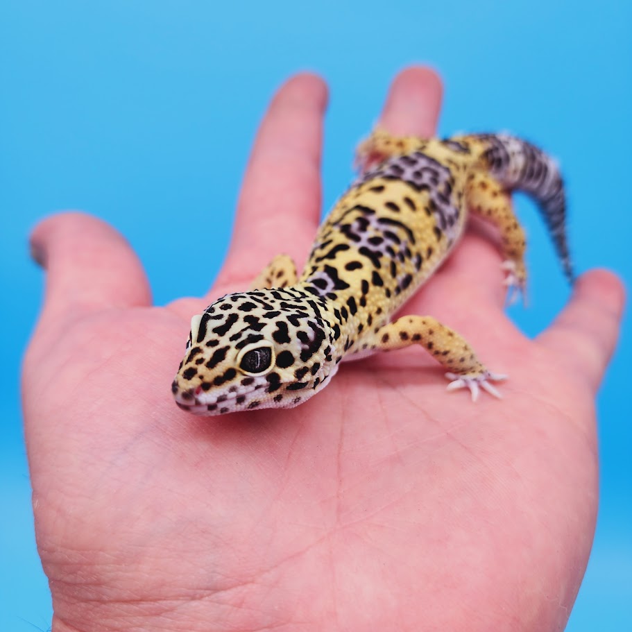 Male Black Night (50%) Clown (50%) Leopard Gecko