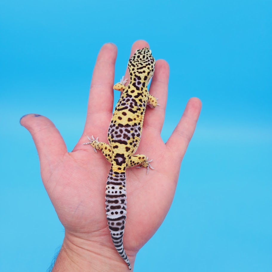 Male Black Night (50%) Clown (50%) Leopard Gecko