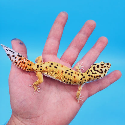Female Mandarin Bold Emerine Leopard Gecko