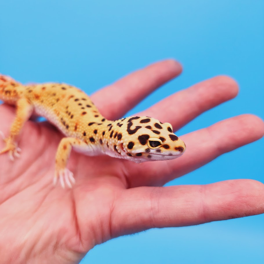 Female Mandarin Bold Emerine Leopard Gecko