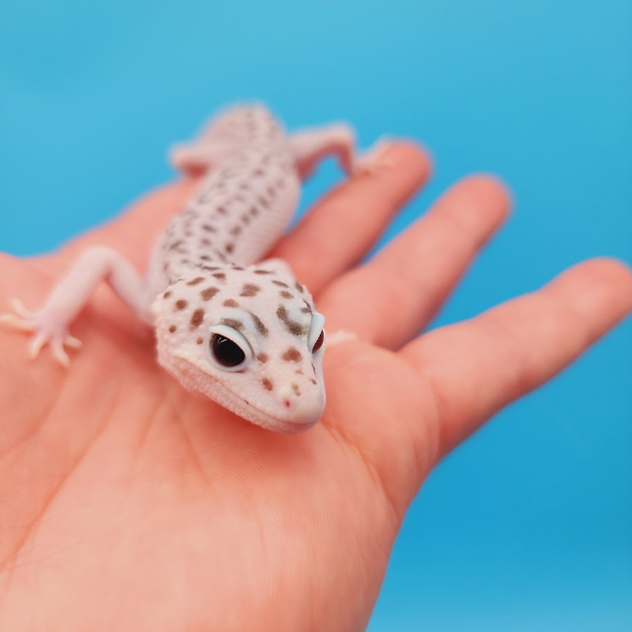 Male Mr. Freeze Fasciolatus Super Snow Reduced Spotting Leopard Gecko