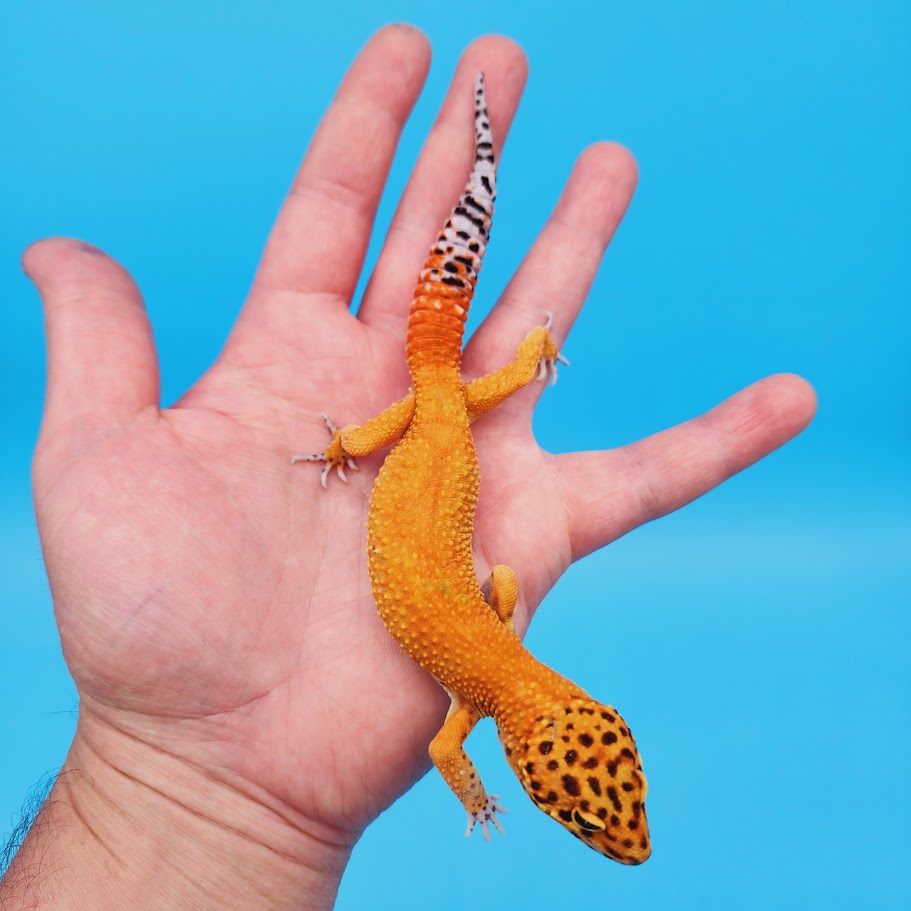 Male Mandarin Inferno Emerine Jungle Carrot Tail Leopard Gecko