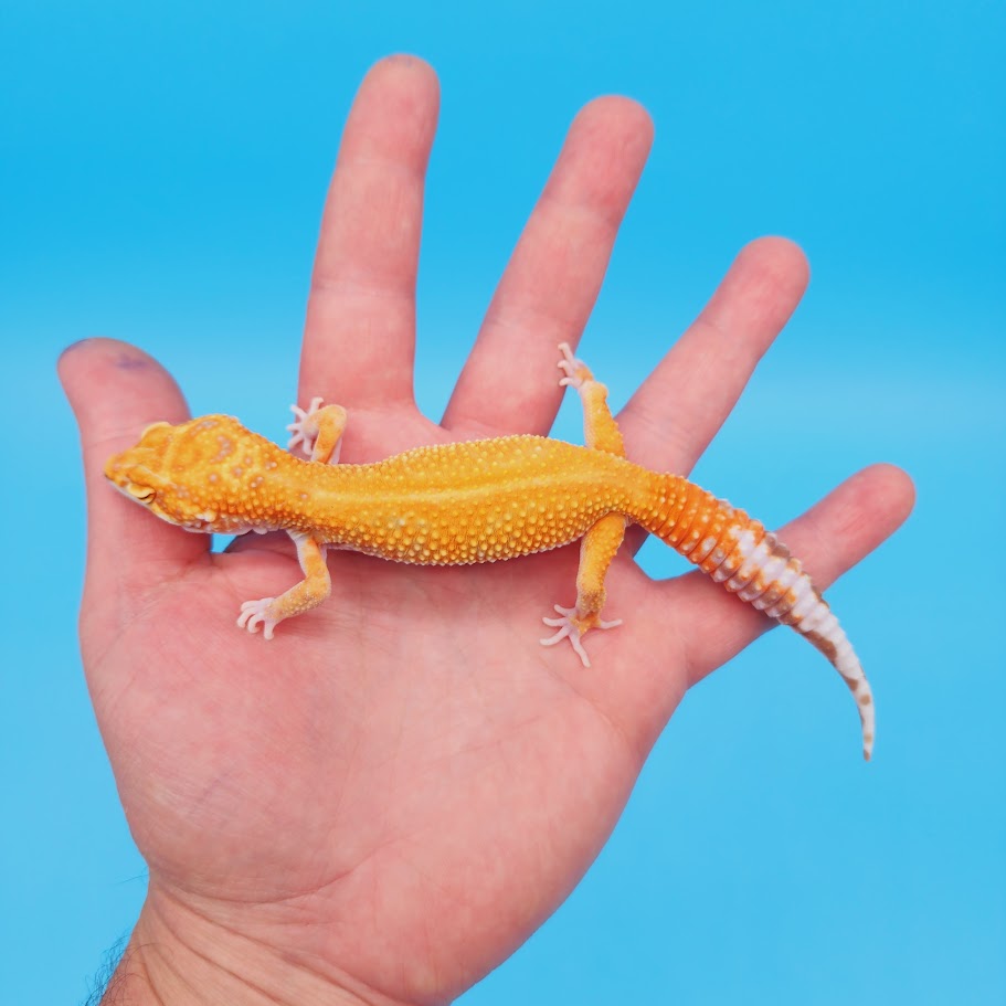 Female Mandarin Inferno Tremper Red Stipe Leopard Gecko