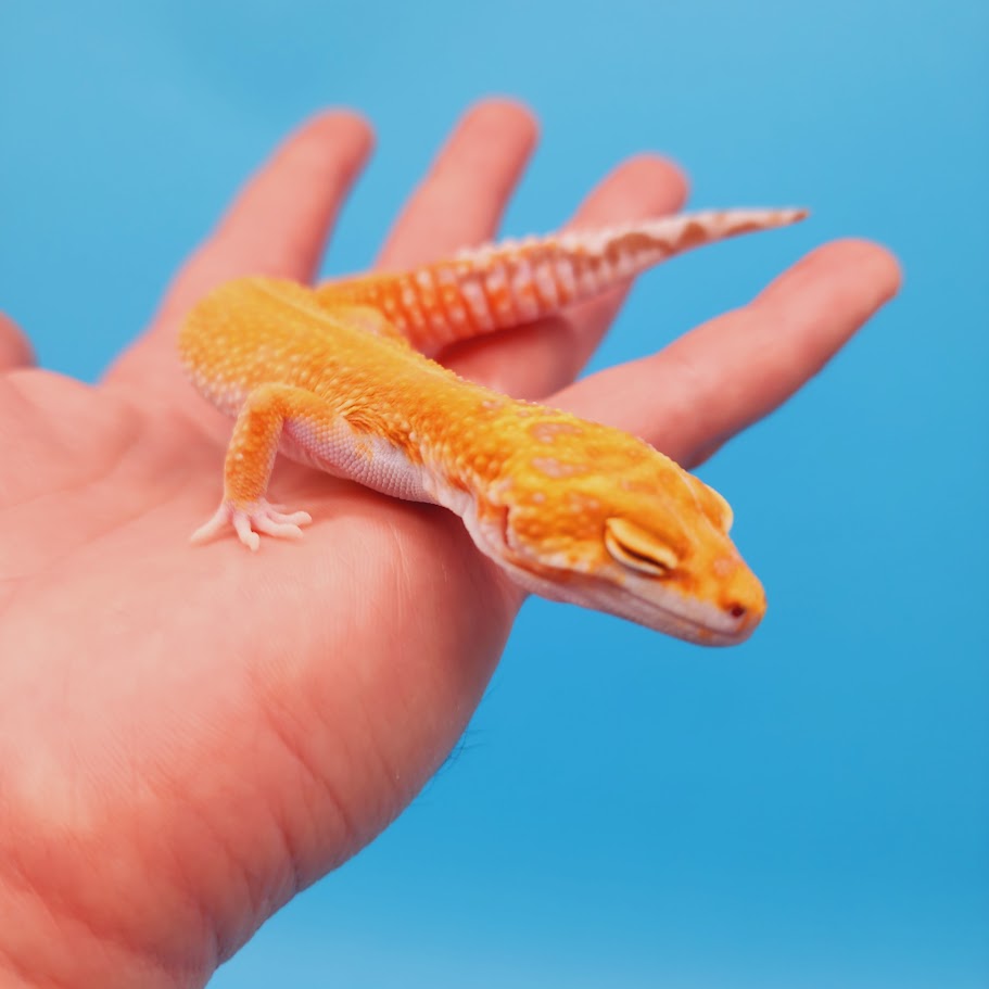 Female Mandarin Inferno Tremper Red Stipe Leopard Gecko