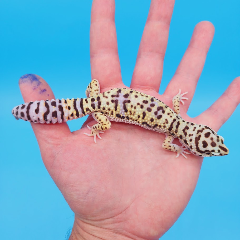 Female Ultra Light Bumblebee Hyper Xanthic Afghanicus Bold Possible White & Yellow Leopard Gecko