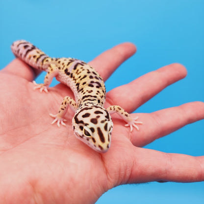 Female Ultra Light Bumblebee Hyper Xanthic Afghanicus Bold Possible White & Yellow Leopard Gecko