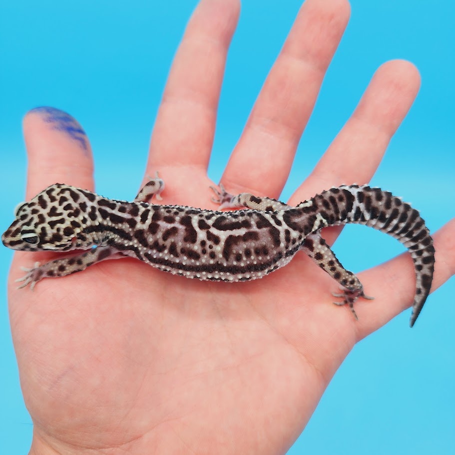 Female Werewolf Black Night Mack Snow Leopard Gecko