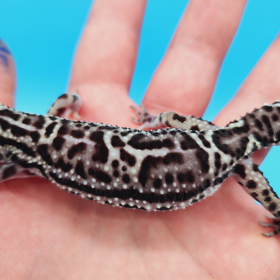 Female Werewolf Black Night Mack Snow Leopard Gecko