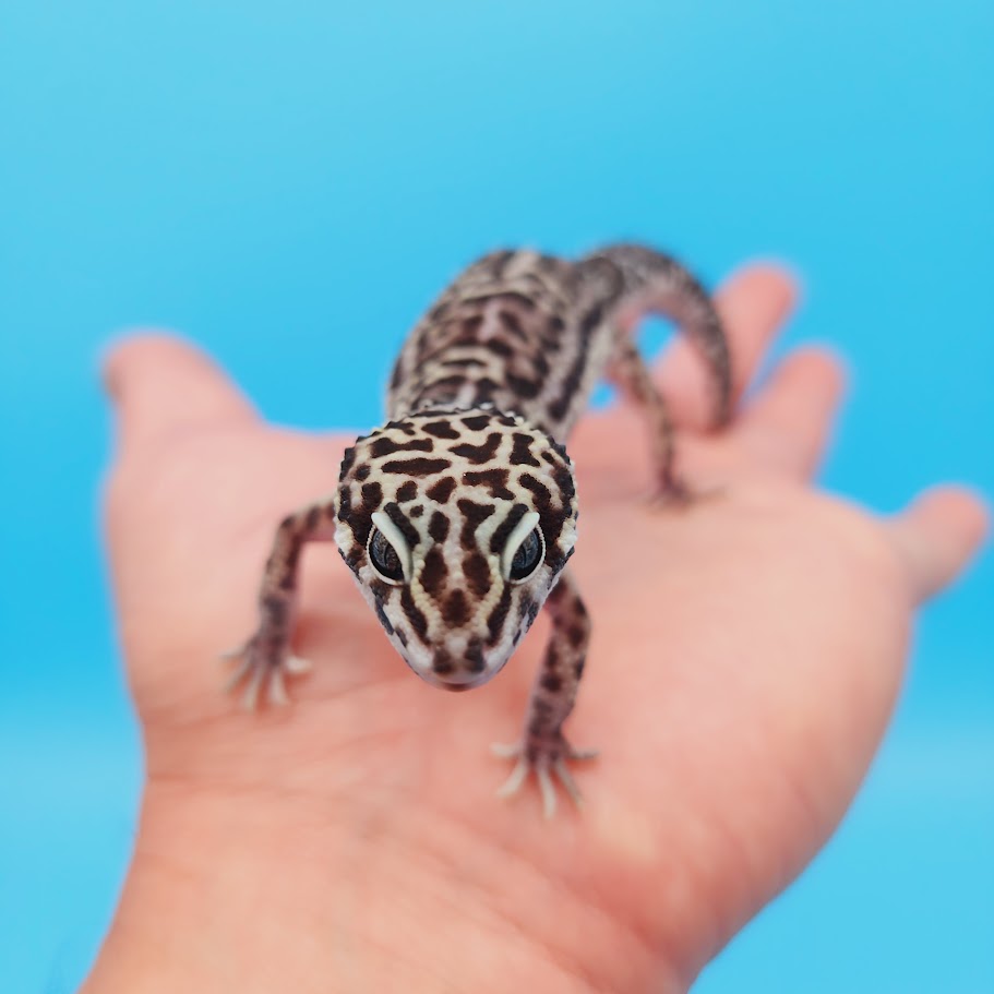 Female Werewolf Black Night Mack Snow Leopard Gecko
