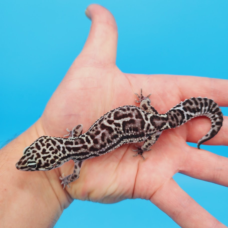 Female Werewolf Black Night Mack Snow Leopard Gecko