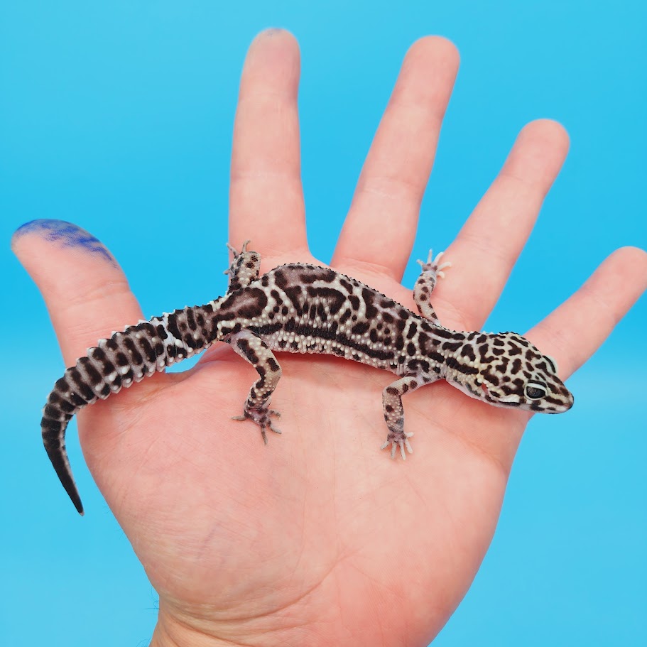 Female Werewolf Black Night Mack Snow Leopard Gecko
