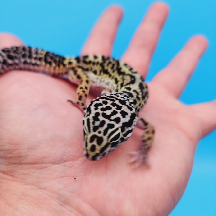 Female Black Night (50%) Afghanicus (25%) Turcmenicus (25%) Leopard Gecko (RARE project!)(slight tail kink at very tip only)