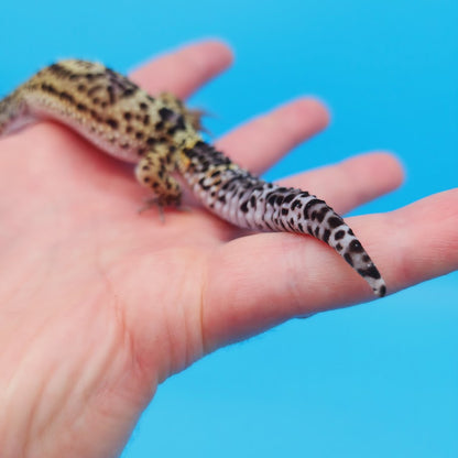 Female Black Night (50%) Afghanicus (25%) Turcmenicus (25%) Leopard Gecko (RARE project!)(slight tail kink at very tip only)