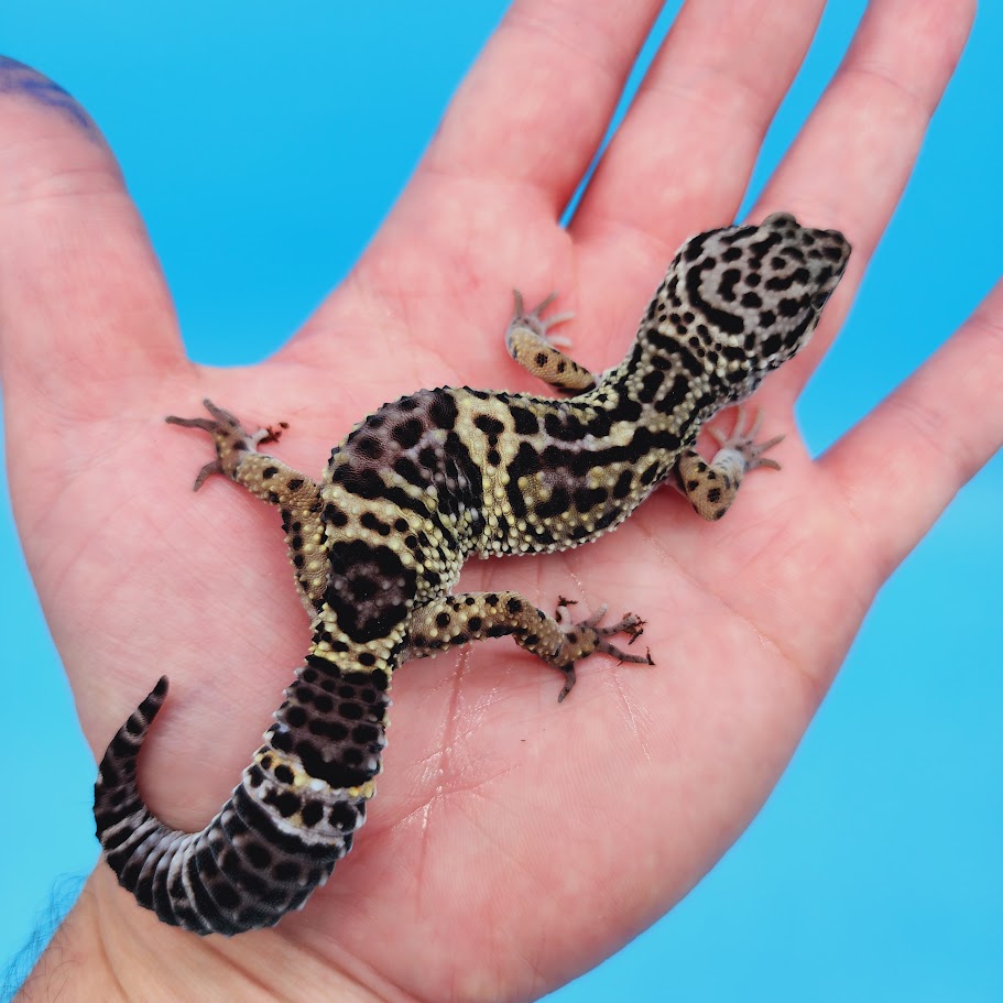 Female Black Night (50%) Afghanicus (25%) Turcmenicus (25%) Leopard Gecko (RARE project!)