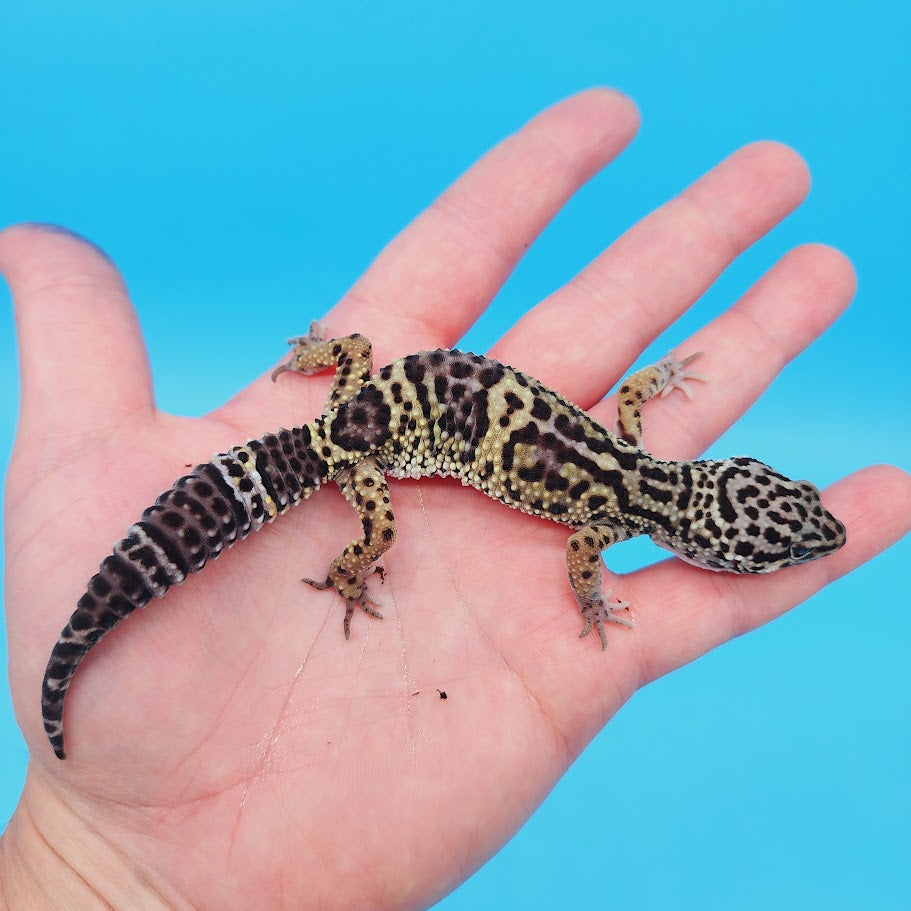 Female Black Night (50%) Afghanicus (25%) Turcmenicus (25%) Leopard Gecko (RARE project!)