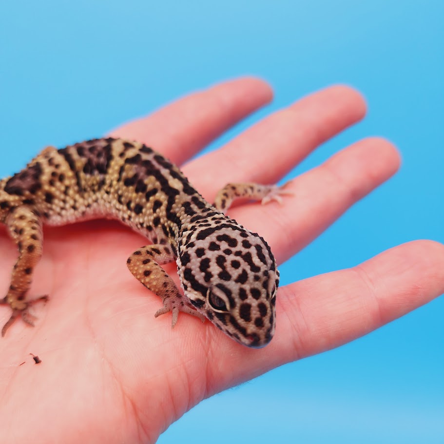 Female Black Night (50%) Afghanicus (25%) Turcmenicus (25%) Leopard Gecko (RARE project!)