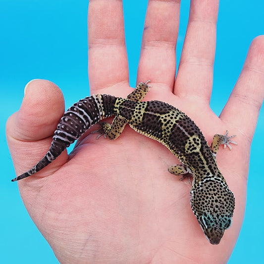 Male Black Night Leopard Gecko (High Quality)