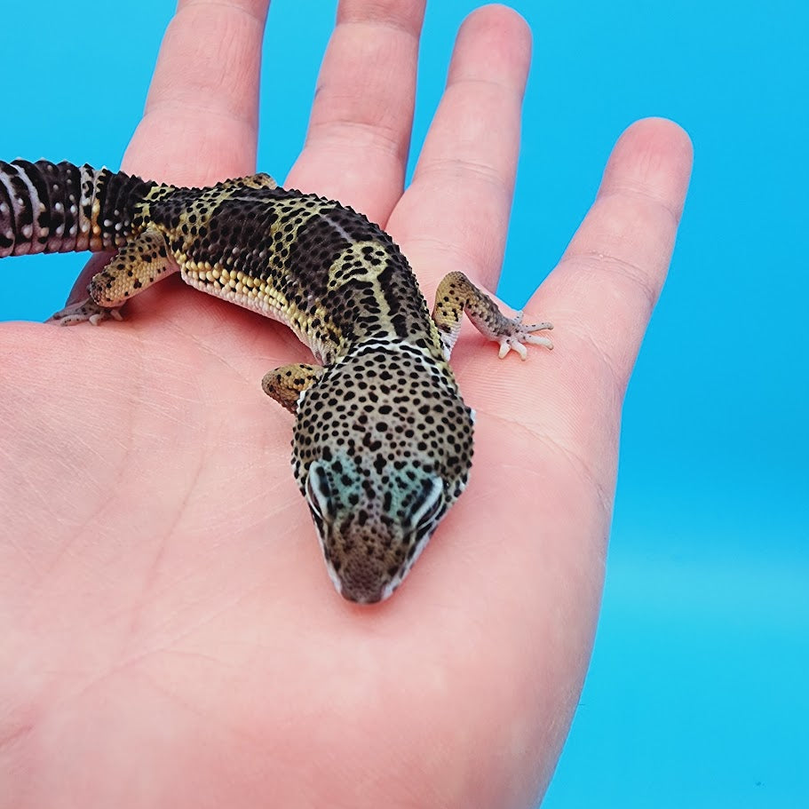 Male Black Night Leopard Gecko (High Quality)