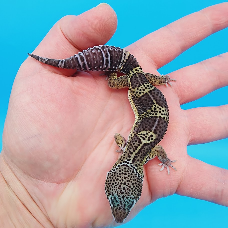 Male Black Night Leopard Gecko (High Quality)