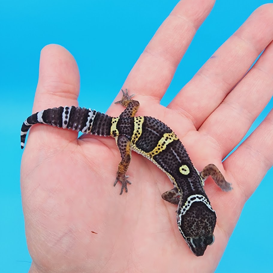 Male Black Night Leopard Gecko (High Quality)