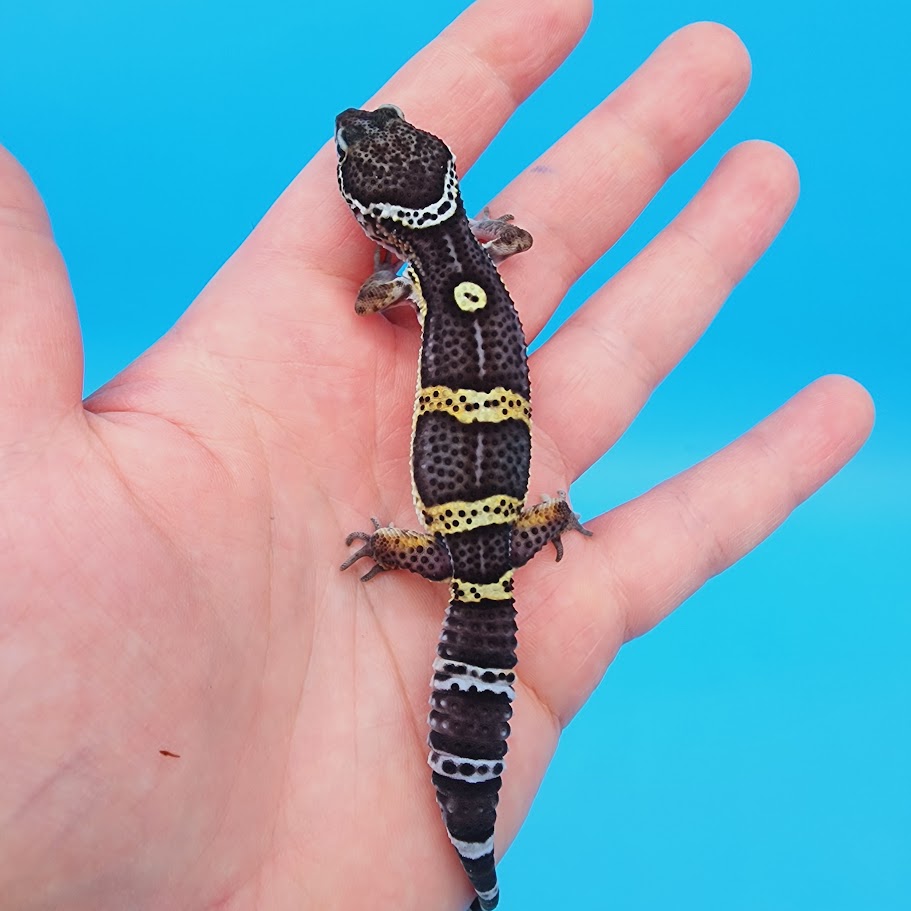 Male Black Night Leopard Gecko (High Quality)