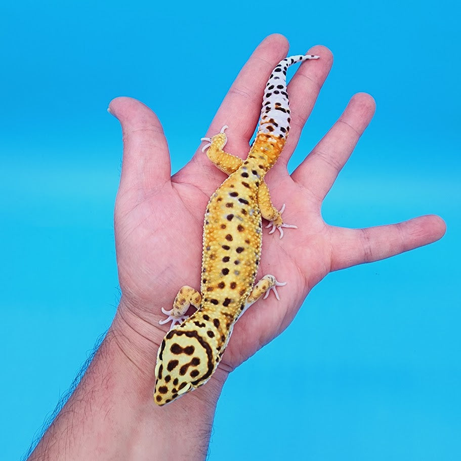 Male Halloween Mask Rainbow Mandarin Inferno Bold Emerine Pos White & Yellow Leopard Gecko