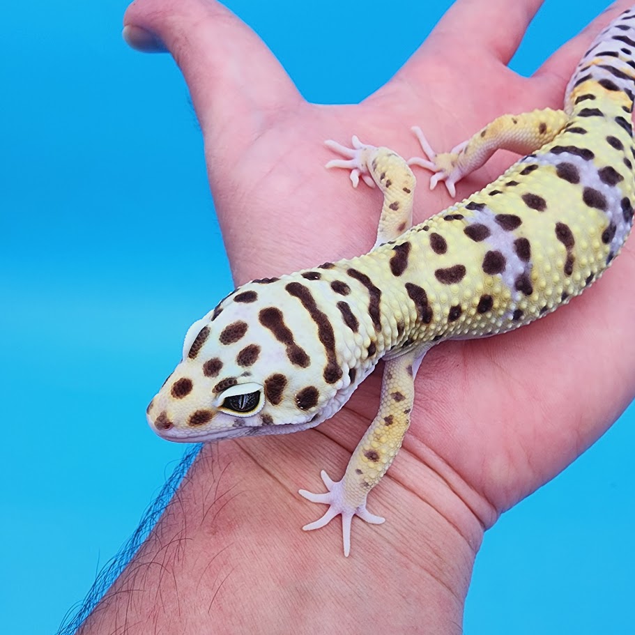 Male Hyper Xanthic Bold Turcmenicus Pos White & Yellow Leopard Gecko