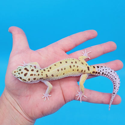 Male Hyper Xanthic Bold White & Yellow Leopard Gecko