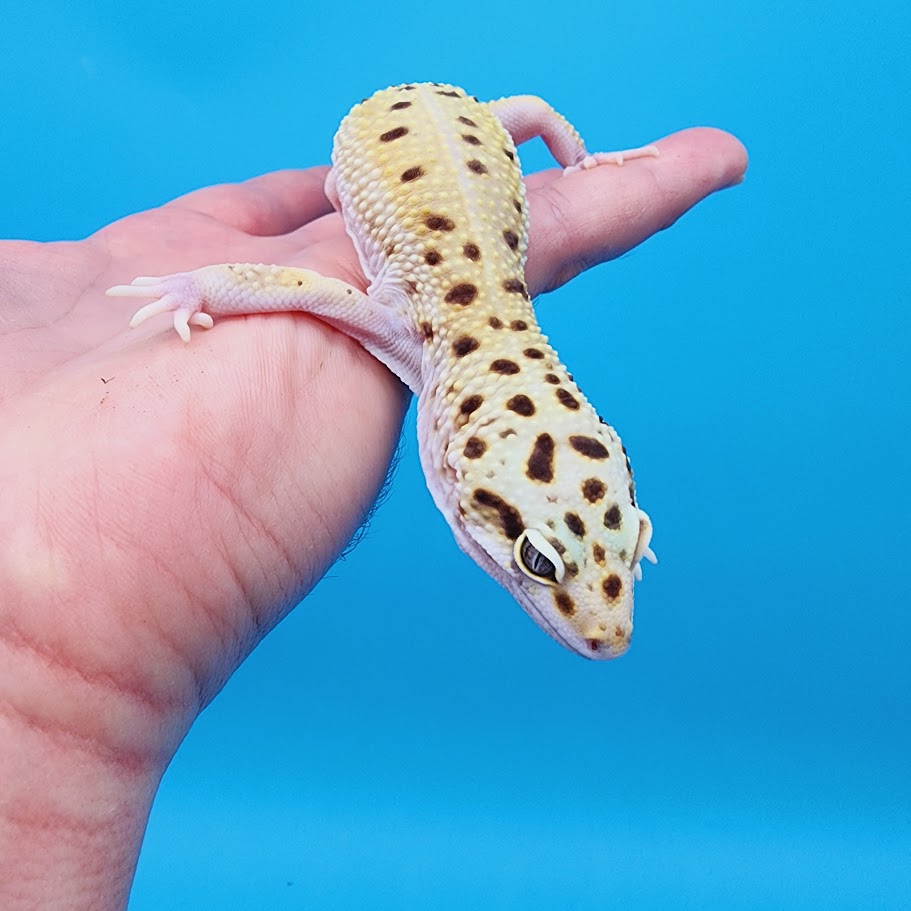 Male Hyper Xanthic Bold White & Yellow Leopard Gecko