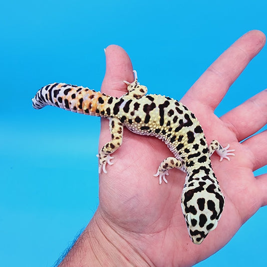 Male Bumblebee Hyper Xanthic Afghanicus Bold Bandit Halloween Mask Tri-Color Leopard Gecko
