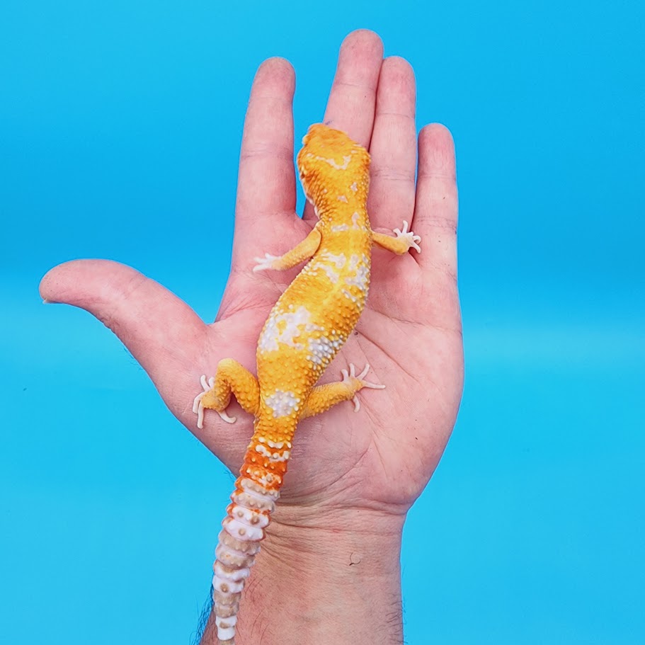 Male Mandarin Inferno Tremper Albino Heavy White Spot Leopard Gecko