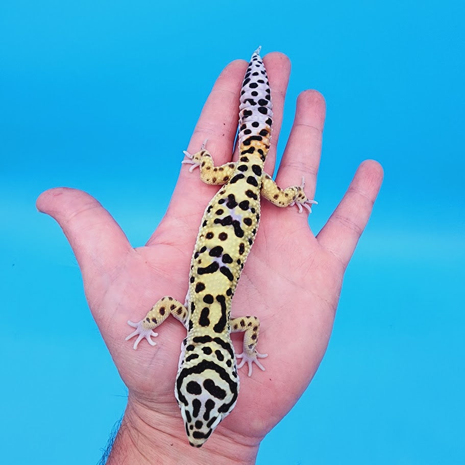 Male Highlighter Halloween Mask Hyper Xanthic Bold Bandit pos White & Yellow Leopard Gecko