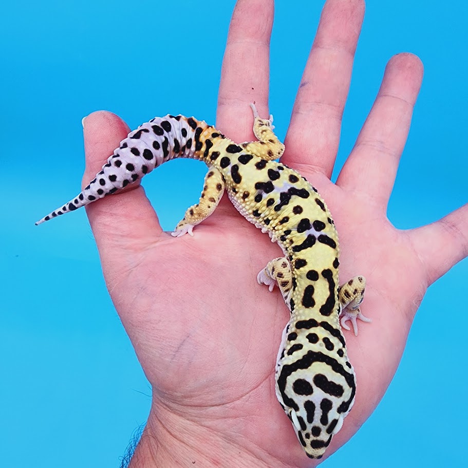 Male Highlighter Halloween Mask Hyper Xanthic Bold Bandit pos White & Yellow Leopard Gecko