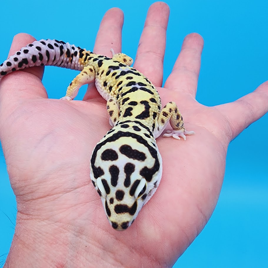 Male Highlighter Halloween Mask Hyper Xanthic Bold Bandit pos White & Yellow Leopard Gecko