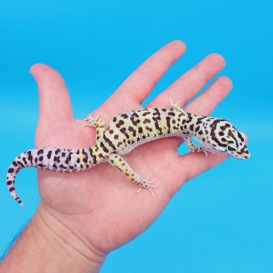 Male Hyper Xanthic Bold Bandit pos White & Yellow Leopard Gecko